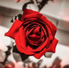 rosa_spinosa